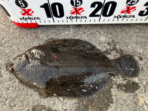 マコガレイの釣果