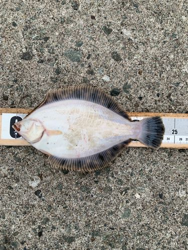 カレイの釣果