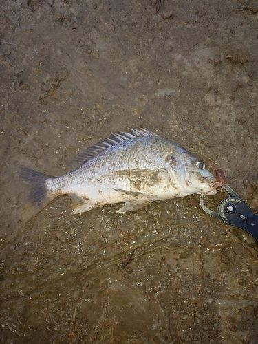 キビレの釣果