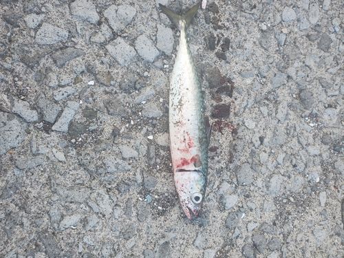 サバの釣果