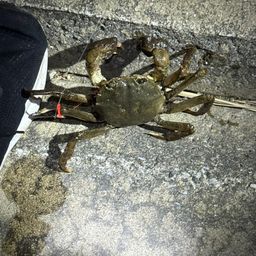 キビレ