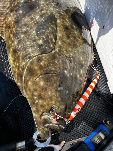 オヒョウの釣果