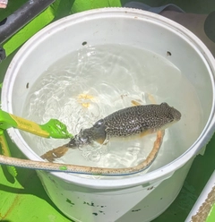 ショウサイフグの釣果