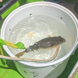 ショウサイフグ