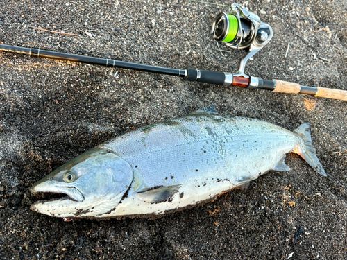 サクラマスの釣果