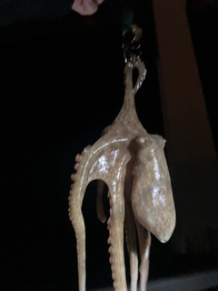 マダコの釣果