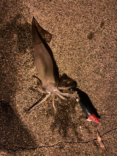 スルメイカの釣果