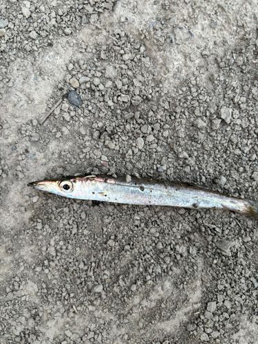 カマスの釣果