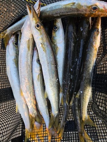 カマスの釣果
