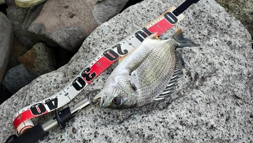 キビレの釣果