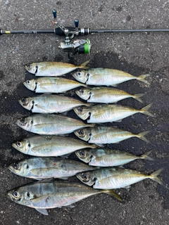 アジの釣果
