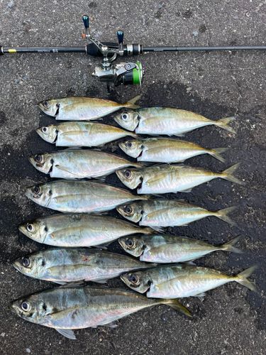 アジの釣果