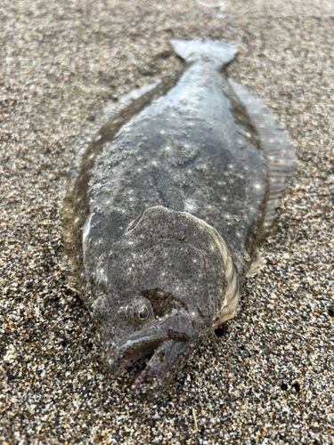 ソゲの釣果