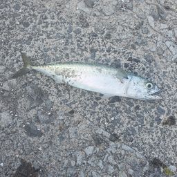 サバ