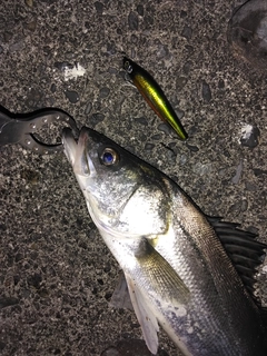 シーバスの釣果