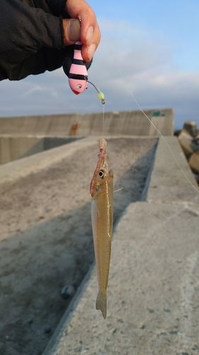 シロギスの釣果