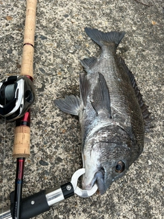 クロダイの釣果