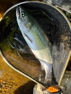 サクラマスの釣果