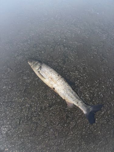 ウグイの釣果