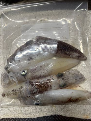 マメイカの釣果