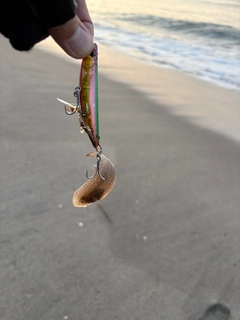 シタビラメの釣果