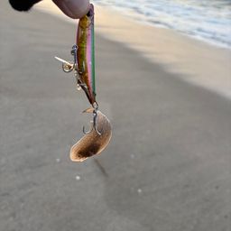 シタビラメ
