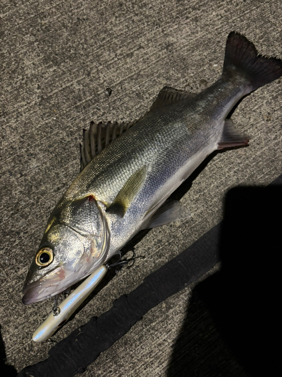 SHIMANO 23ディアルーナ S76MLの最安値・インプレ・釣果 | 本音