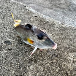 ギマ