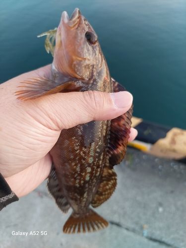 アブラコの釣果