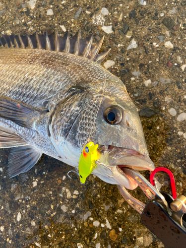 クロダイの釣果