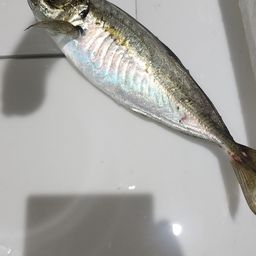 アジ
