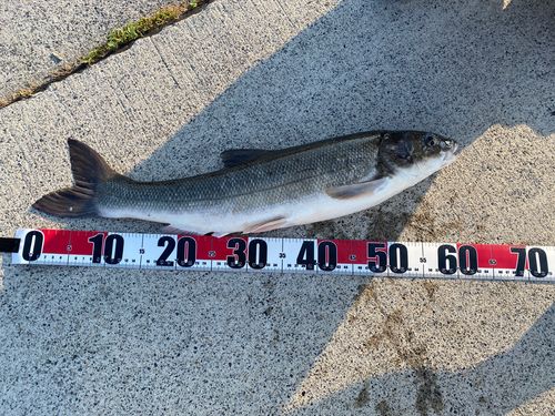 マルタウグイの釣果