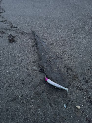 マゴチの釣果