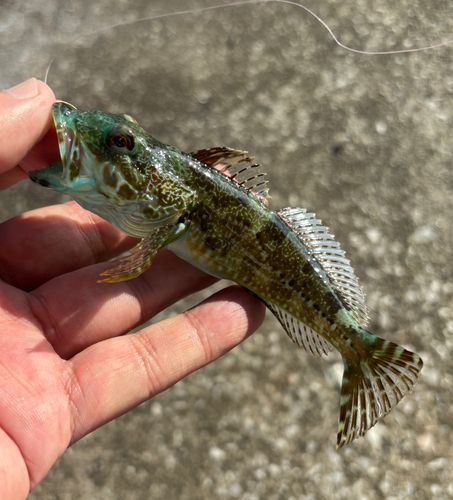 アナハゼの釣果