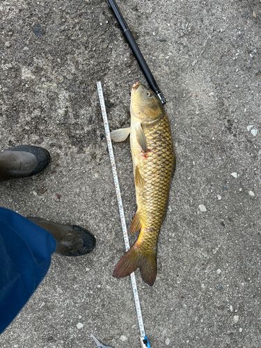 コイの釣果