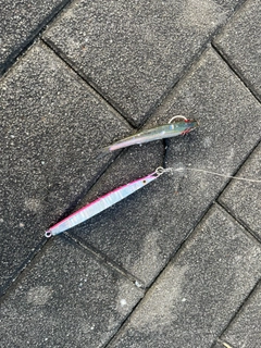 イワシの釣果