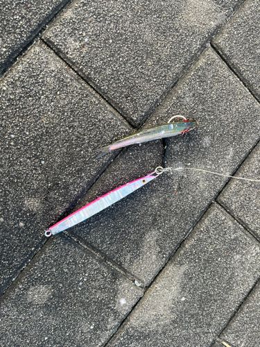 イワシの釣果