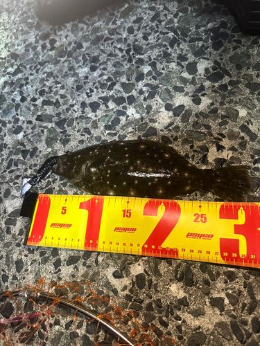 ヒラメの釣果