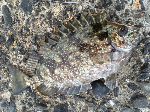 アイゴの釣果