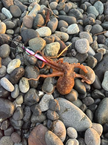 タコの釣果