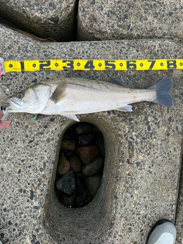 スズキの釣果