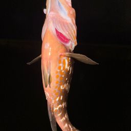 キジハタ