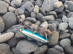 エソの釣果