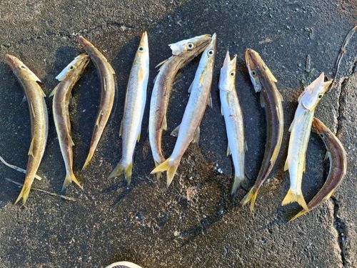 カマスの釣果