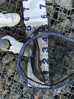 ライギョの釣果