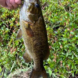 スモールマウスバス