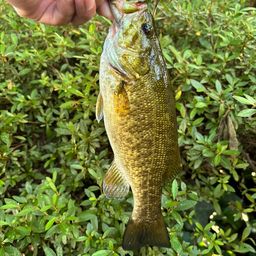 スモールマウスバス