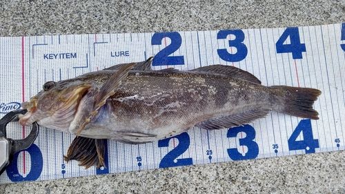 アイナメの釣果