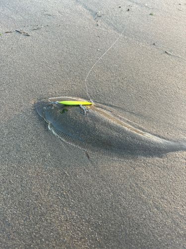 シタビラメの釣果