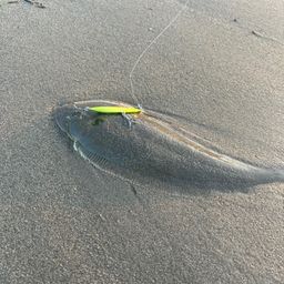 シタビラメ